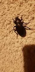 Carabus impressus