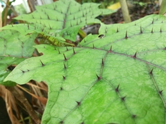 Solanum stramoniifolium