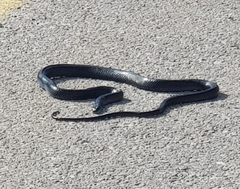 Dolichophis jugularis