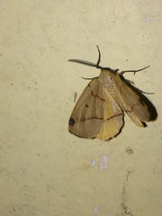 Phoenicocampa rubrifasciata