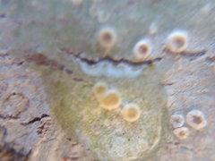Lecanora subpallens