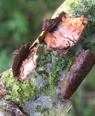 Peniophora laeta