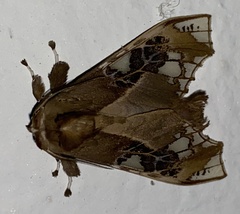 Parathyris cedonulli