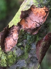 Peniophora laeta