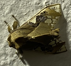 Parathyris cedonulli