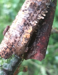Peniophora laeta