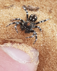 Loureedia annulipes