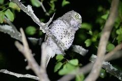 Glaucidium capense