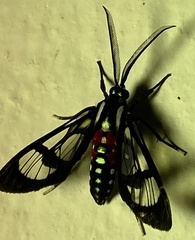 Poecilosoma eone
