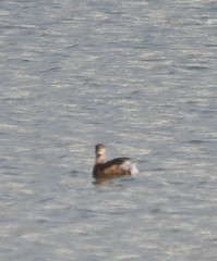 Tachybaptus ruficollis