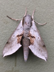 Hippotion rosae