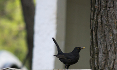 Turdus merula