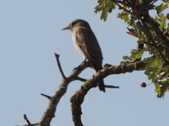 Muscicapa striata striata
