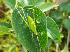Holochlorini