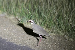 Rhinoptilus chalcopterus