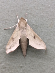 Hippotion roseipennis