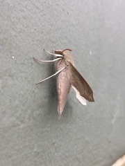 Hippotion roseipennis