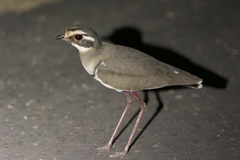 Rhinoptilus chalcopterus