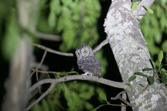 Otus senegalensis