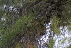 Phylloscopus collybita