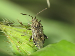 Stictopleurus punctatonervosus