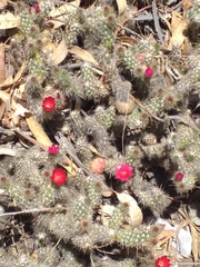 Austrocylindropuntia shaferi