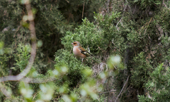 Fringilla coelebs