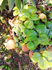 Fragaria × ananassa