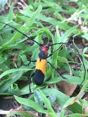 Purpuricenus laetus