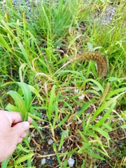 Setaria italica