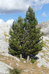 Pinus heldreichii