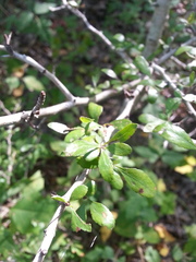 Crataegus spathulata