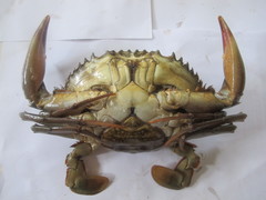 Scylla tranquebarica