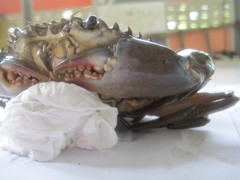 Scylla tranquebarica