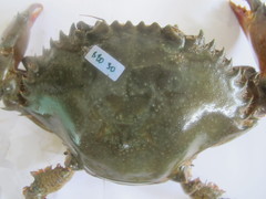 Scylla tranquebarica