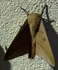 Adeloneivaia subangulata