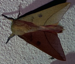 Adeloneivaia subangulata