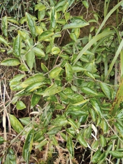 Photinia parvifolia
