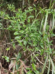 Photinia parvifolia