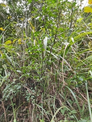 Photinia parvifolia