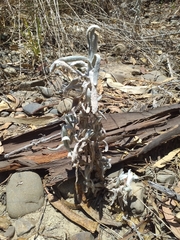 Angiospermae