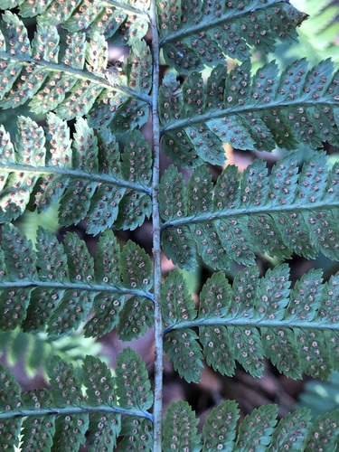 Image of Dryopteris remota by (c) Thomas Ebner, some rights reserved (CC BY)