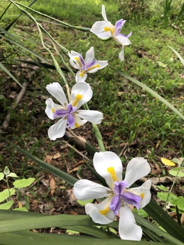 Dietes grandiflora