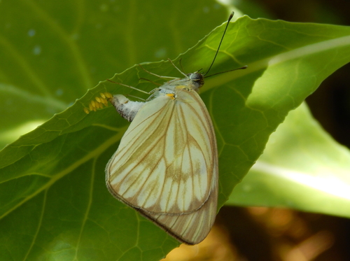 Great Southern White, photo 6 of 8