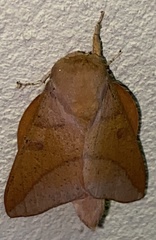 Adeloneivaia