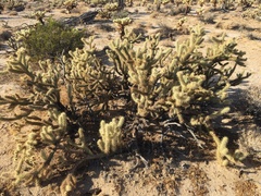 Cylindropuntia wolfii