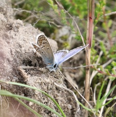 Plebejus argus