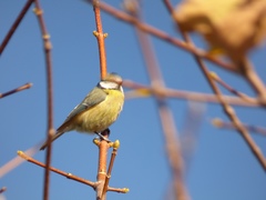 Cyanistes caeruleus