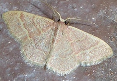 Chlorochlamys appellaria