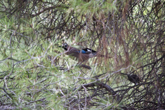 Garrulus glandarius